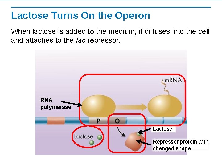Lactose Turns On the Operon When lactose is added to the medium, it diffuses
