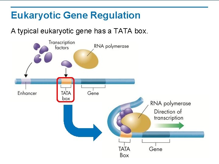 Eukaryotic Gene Regulation A typical eukaryotic gene has a TATA box. 