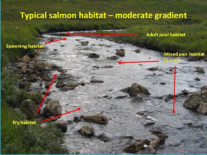 Typical salmon habitat – moderate gradient Adult pool habitat Spawning habitat Mixed parr habitat