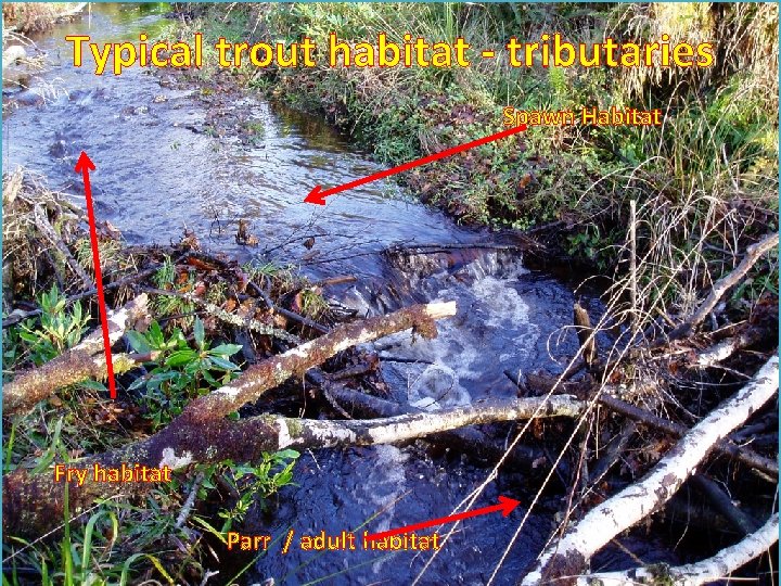 Typical trout habitat - tributaries Spawn Habitat Fry habitat Parr / adult habitat 