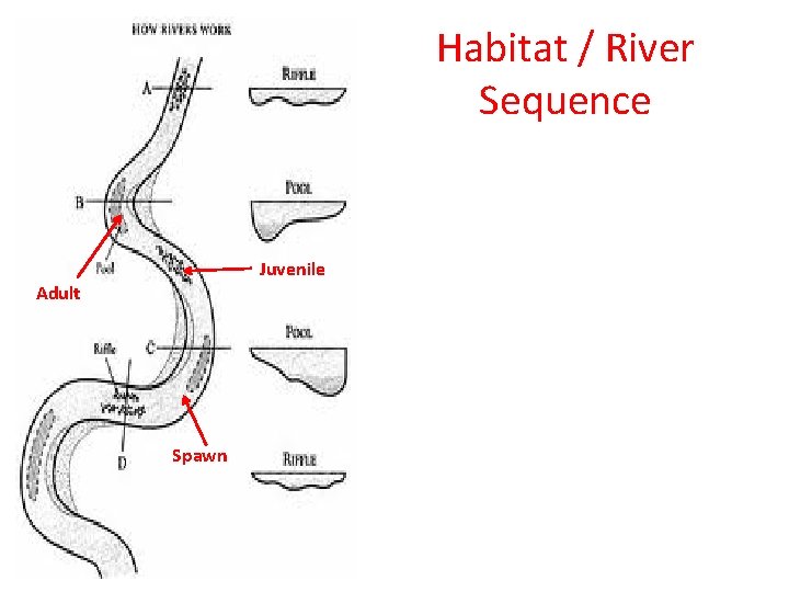 Habitat / River Sequence Juvenile Adult Spawn 