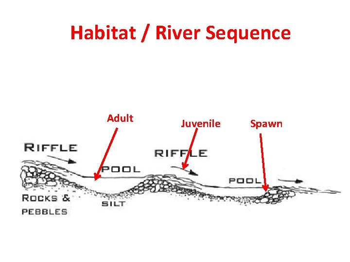 Habitat / River Sequence Adult Juvenile Spawn 