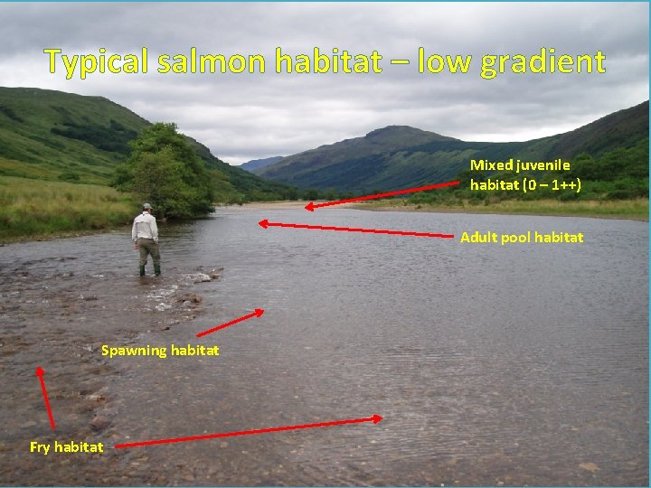 Typical salmon habitat – low gradient Mixed juvenile habitat (0 – 1++) Adult pool