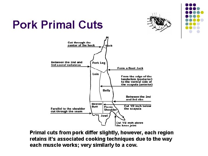 Pork Primal Cuts Primal cuts from pork differ slightly, however, each region retains it’s