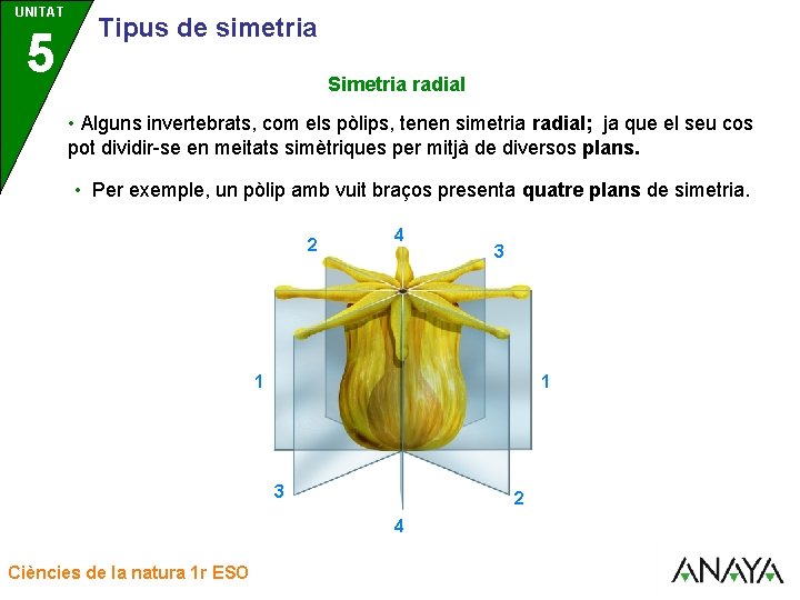 UNITAT UNIDAD 5 3 Tipus de simetria Simetria radial • Alguns invertebrats, com els