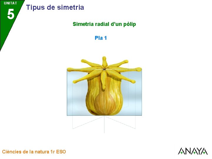 UNITAT UNIDAD 5 3 Tipus de simetria Simetria radial d’un pòlip Pla 1 Ciències