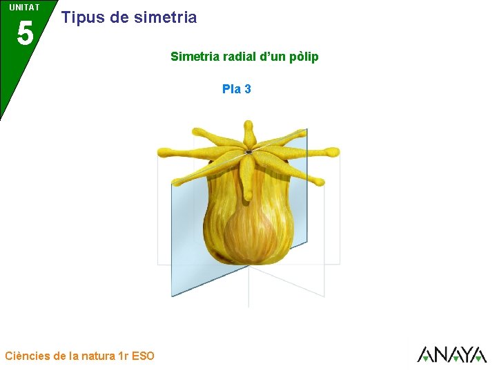 UNITAT UNIDAD 5 3 Tipus de simetria Simetria radial d’un pòlip Pla 3 Ciències