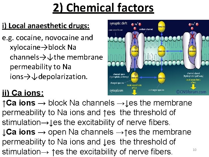 2) Chemical factors i) Local anaesthetic drugs: e. g. cocaine, novocaine and xylocaine→block Na