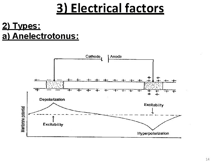 3) Electrical factors 2) Types: a) Anelectrotonus: 14 