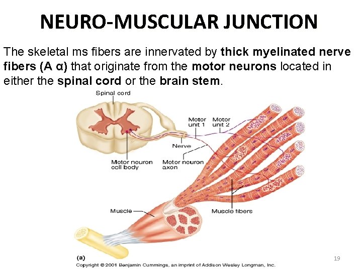 NEURO-MUSCULAR JUNCTION The skeletal ms fibers are innervated by thick myelinated nerve fibers (A