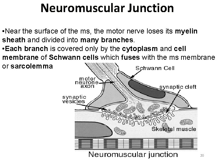 Neuromuscular Junction • Near the surface of the ms, the motor nerve loses its