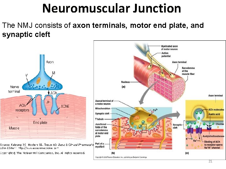 Neuromuscular Junction The NMJ consists of axon terminals, motor end plate, and synaptic cleft