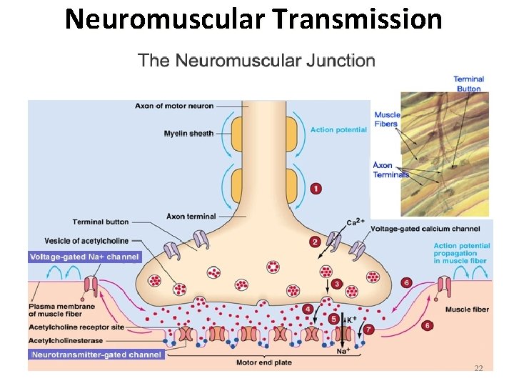 Neuromuscular Transmission 22 