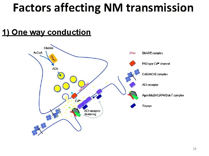 Factors affecting NM transmission 1) One way conduction 24 