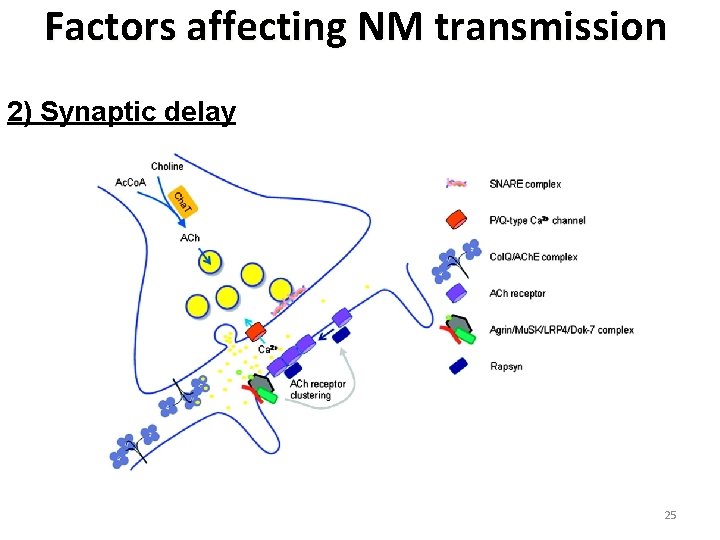 Factors affecting NM transmission 2) Synaptic delay 25 