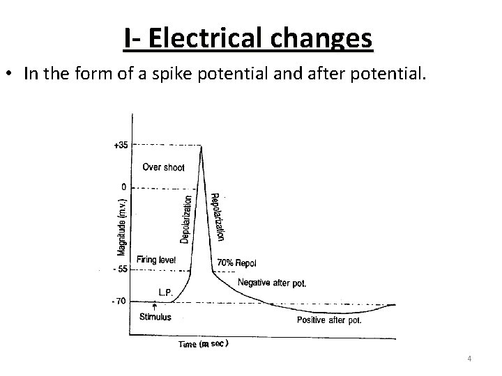 I- Electrical changes • In the form of a spike potential and after potential.