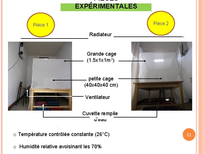 PIÈCES EXPÉRIMENTALES Pièce 2 Pièce 1 Radiateur Grande cage (1. 5 x 1 x