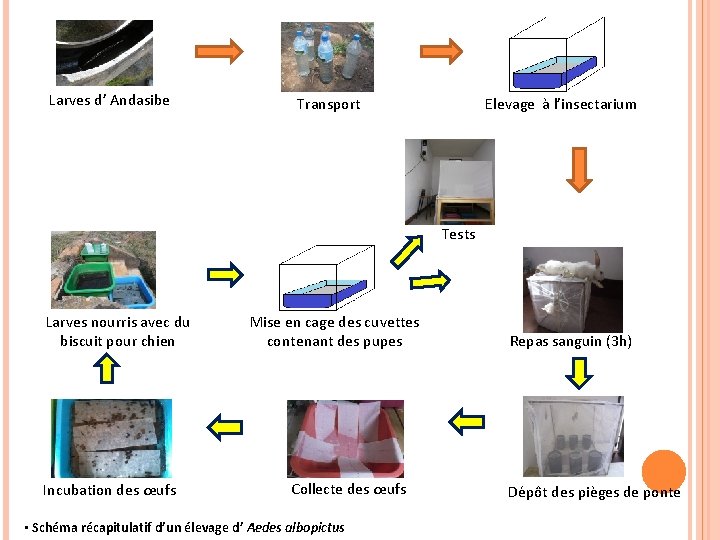 Larves d’ Andasibe Transport Elevage à l’insectarium Tests Larves nourris avec du biscuit pour