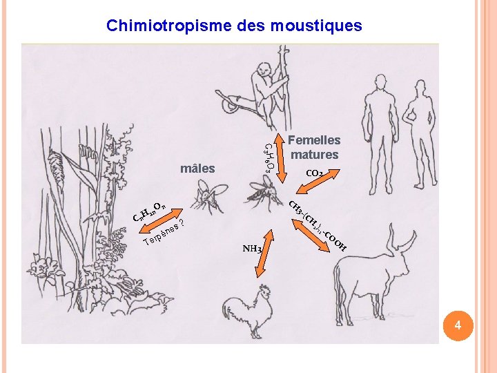 Chimiotropisme des moustiques C 3 H 6 O 3 mâles C CO 2 CH