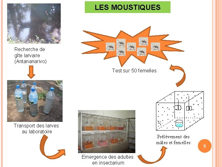 LES MOUSTIQUES Recherche de gîte larvaire (Antananarivo) Test sur 50 femelles Transport des larves