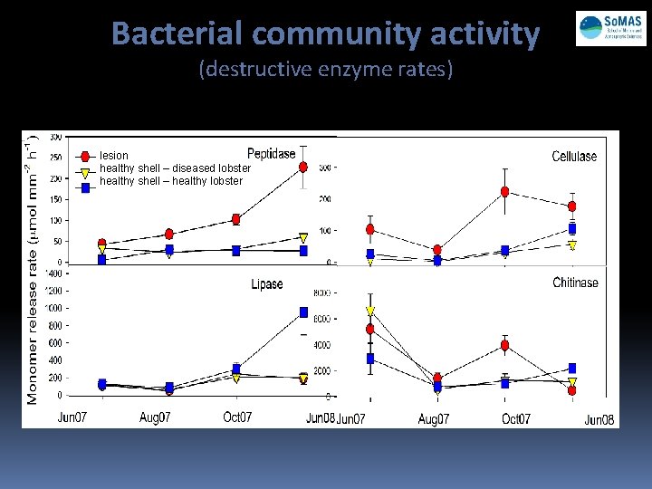Bacterial community activity (destructive enzyme rates) lesion healthy shell – diseased lobster healthy shell