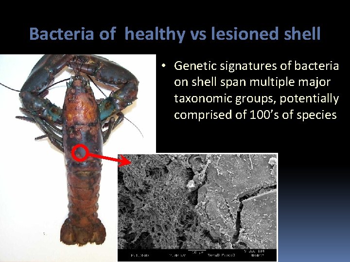 Bacteria of healthy vs lesioned shell • Genetic signatures of bacteria on shell span