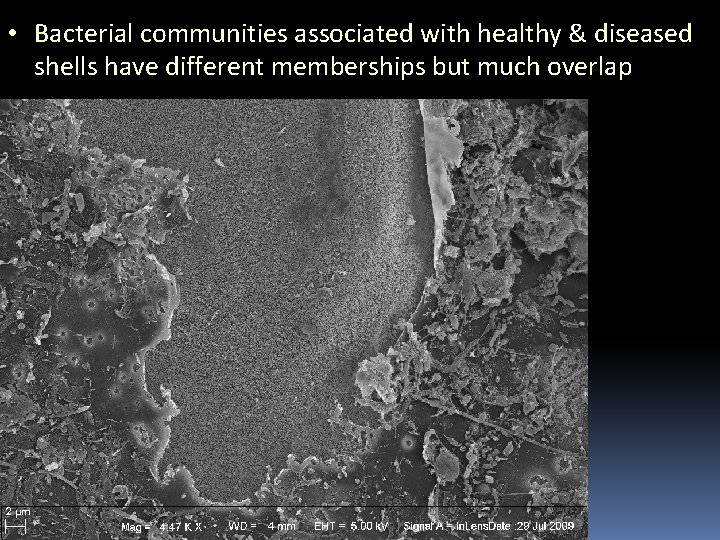  • Bacterial communities associated with healthy & diseased shells have different memberships but