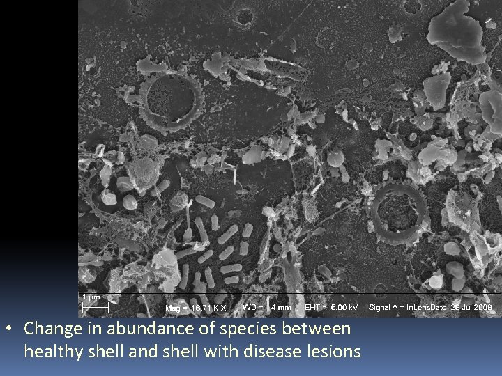  • Change in abundance of species between healthy shell and shell with disease