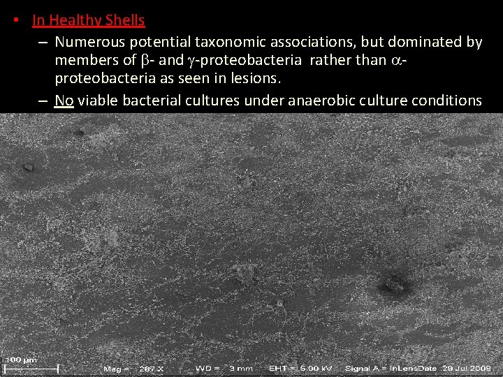  • In Healthy Shells – Numerous potential taxonomic associations, but dominated by members