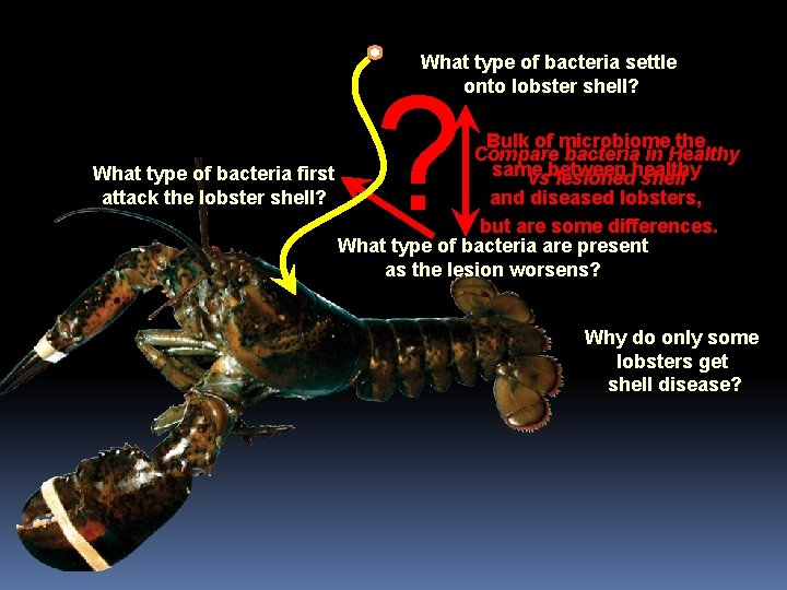 What type of bacteria settle onto lobster shell? ? Bulk of microbiome the Compare