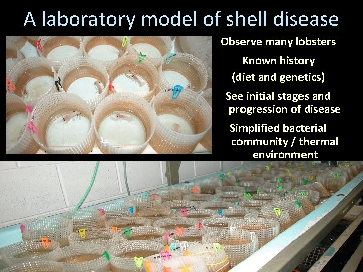 A laboratory model of shell disease Observe many lobsters Known history (diet and genetics)