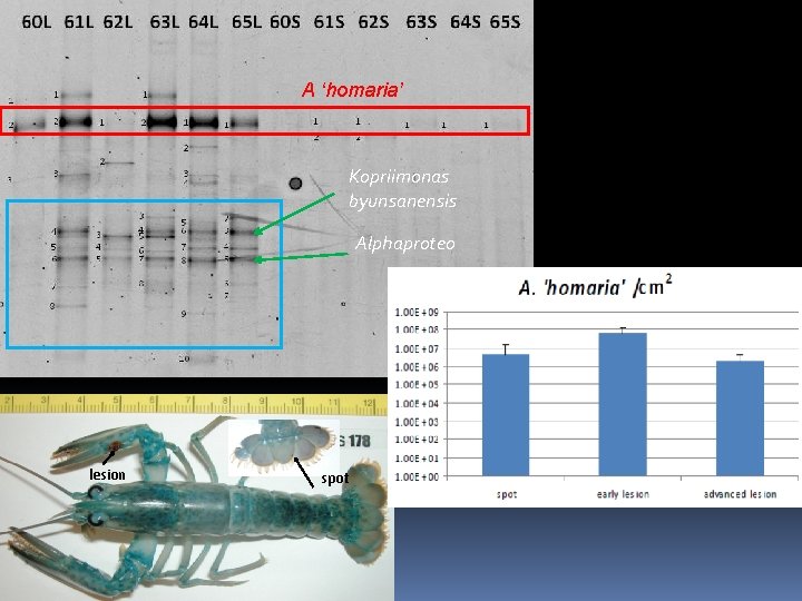 A ‘homaria’ Kopriimonas byunsanensis Alphaproteo lesion spot 