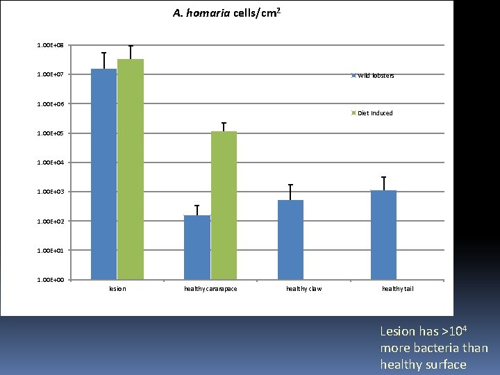 A. homaria cells/cm 2 1. 00 E+08 1. 00 E+07 Wild lobsters 1. 00