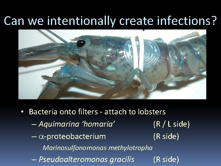 Can we intentionally create infections? • Bacteria onto filters - attach to lobsters –
