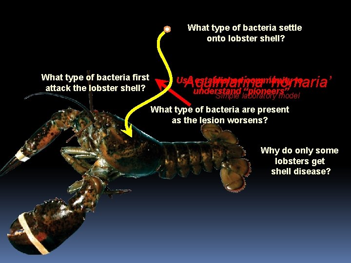 What type of bacteria settle onto lobster shell? What type of bacteria first attack