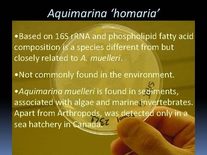 Aquimarina ‘homaria’ • Based on 16 S r. RNA and phospholipid fatty acid composition