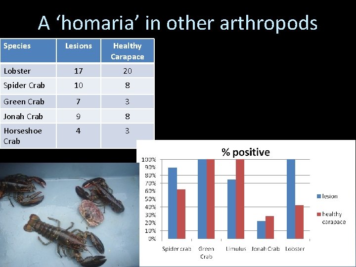 A ‘homaria’ in other arthropods Species Lesions Healthy Carapace Lobster 17 20 Spider Crab