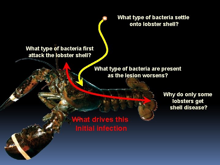 What type of bacteria settle onto lobster shell? What type of bacteria first attack