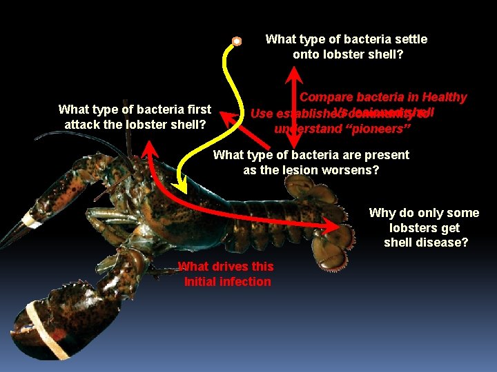 What type of bacteria settle onto lobster shell? What type of bacteria first attack