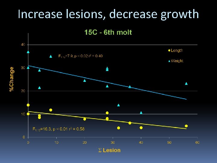 Microbiology of shell disease which bacteria are responsible