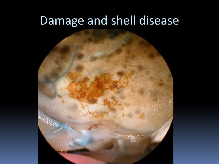 Damage and shell disease 