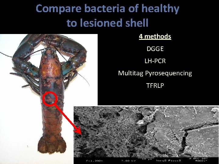 Compare bacteria of healthy to lesioned shell 4 methods DGGE LH-PCR Multitag Pyrosequencing TFRLP