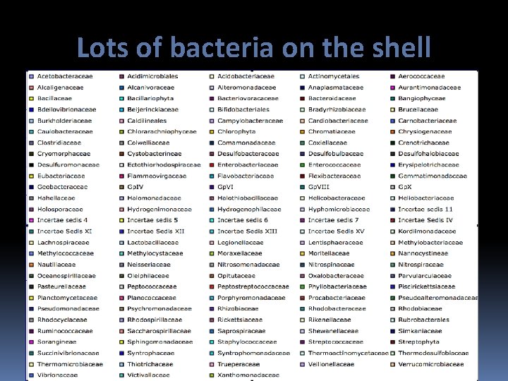 Lots of bacteria on the shell 
