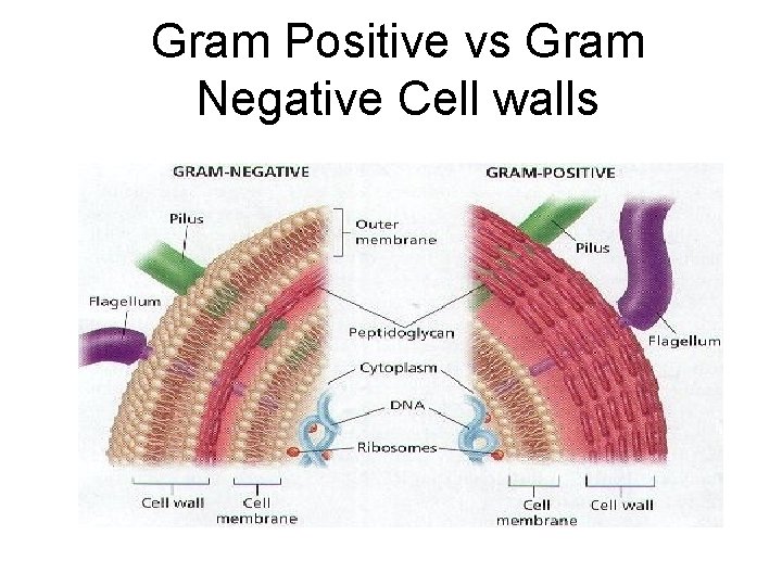 Gram Positive vs Gram Negative Cell walls Gram Positive vs Gram Negative Cell walls