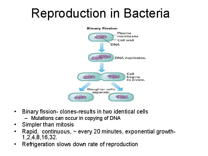 Reproduction in Bacteria • Binary fission- clones-results in two identical cells – Mutations can Reproduction in Bacteria • Binary fission- clones-results in two identical cells – Mutations can