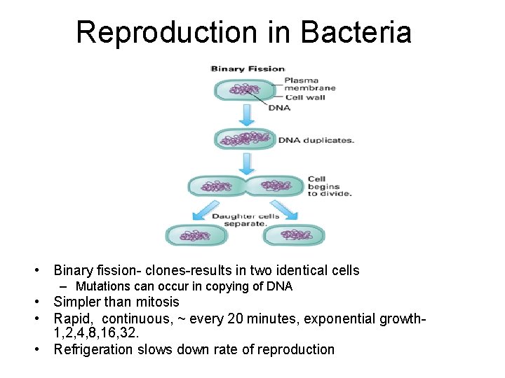 Reproduction in Bacteria • Binary fission- clones-results in two identical cells – Mutations can