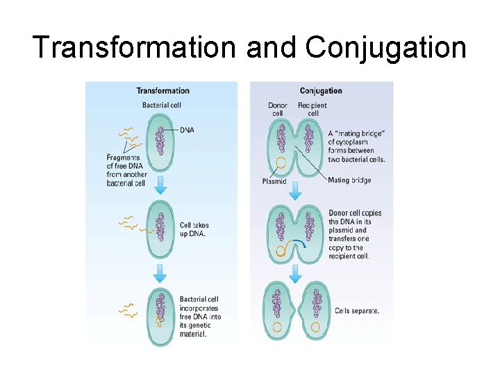 Transformation and Conjugation Transformation and Conjugation