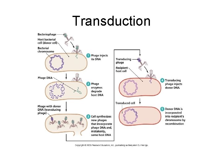 Transduction 