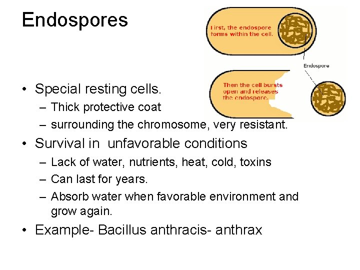 Endospores • Special resting cells. – Thick protective coat – surrounding the chromosome, very