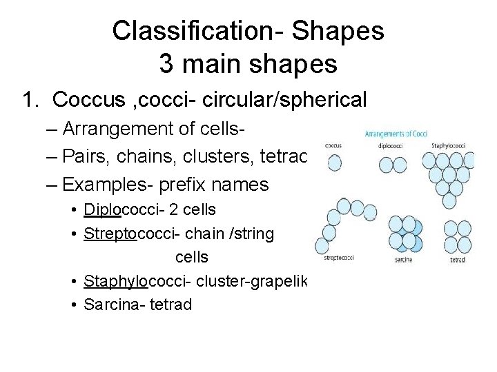 Classification- Shapes 3 main shapes 1. Coccus , cocci- circular/spherical – Arrangement of cells– Classification- Shapes 3 main shapes 1. Coccus , cocci- circular/spherical – Arrangement of cells–